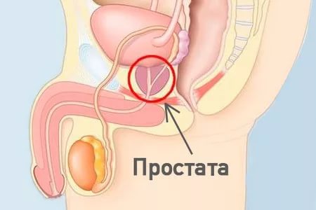 Простата в мужском организме